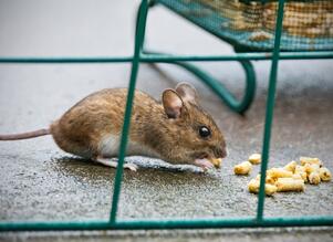 Rodent_clean-up.jpg